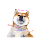 ホワイトシェパードと柴犬（個別スタンプ：2）