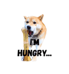 ホワイトシェパードと柴犬（個別スタンプ：3）