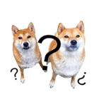 ホワイトシェパードと柴犬（個別スタンプ：5）