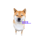ホワイトシェパードと柴犬（個別スタンプ：6）