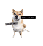 ホワイトシェパードと柴犬（個別スタンプ：8）