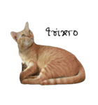 Cat family stray（個別スタンプ：2）