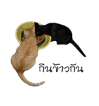 Cat family stray（個別スタンプ：3）