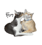 Cat family stray（個別スタンプ：18）