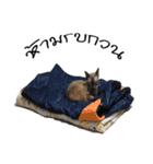 Cat family stray（個別スタンプ：22）