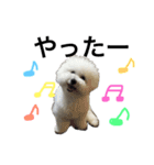 ビションフリーゼのはち（個別スタンプ：2）