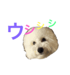 ビションフリーゼのはち（個別スタンプ：8）
