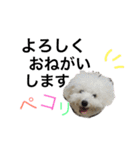 ビションフリーゼのはち（個別スタンプ：11）