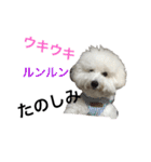 ビションフリーゼのはち（個別スタンプ：14）