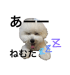 ビションフリーゼのはち（個別スタンプ：24）