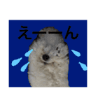 ビションフリーゼのはち（個別スタンプ：28）