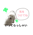 ビションフリーゼのはち（個別スタンプ：30）