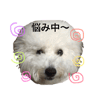 ビションフリーゼのはち（個別スタンプ：31）