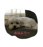 choco080119（個別スタンプ：7）