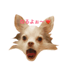 ぽつこんちの3ちわわん（個別スタンプ：1）