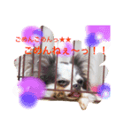 ぽつこんちの3ちわわん（個別スタンプ：3）
