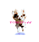 ぽつこんちの3ちわわん（個別スタンプ：4）