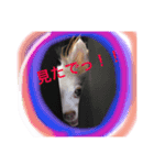 ぽつこんちの3ちわわん（個別スタンプ：5）