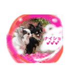 ぽつこんちの3ちわわん（個別スタンプ：7）
