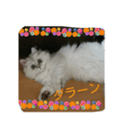猫1234（個別スタンプ：2）