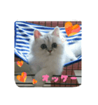 猫1234（個別スタンプ：4）