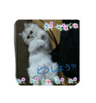 猫1234（個別スタンプ：5）