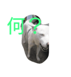 白いぬ（個別スタンプ：4）