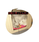 白いぬ（個別スタンプ：5）
