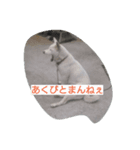 白いぬ（個別スタンプ：6）