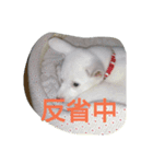 白いぬ（個別スタンプ：7）
