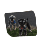 Cute doggies（個別スタンプ：1）