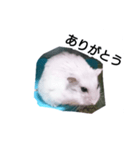 ハムスターの挨拶（個別スタンプ：1）