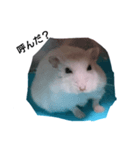 ハムスターの挨拶（個別スタンプ：2）