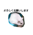 ハムスターの挨拶（個別スタンプ：4）