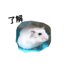 ハムスターの挨拶（個別スタンプ：5）