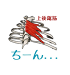 筋肉マニアックスタンプ3〜体幹編〜（個別スタンプ：25）