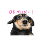 なならりぴの すたんぷ（個別スタンプ：13）