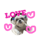 可愛いシーズー犬のビッキー（個別スタンプ：1）