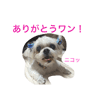 可愛いシーズー犬のビッキー（個別スタンプ：2）
