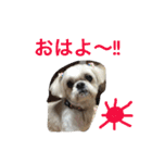 可愛いシーズー犬のビッキー（個別スタンプ：3）