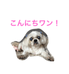 可愛いシーズー犬のビッキー（個別スタンプ：4）