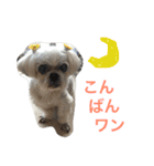 可愛いシーズー犬のビッキー（個別スタンプ：5）