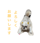 可愛いシーズー犬のビッキー（個別スタンプ：6）