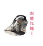 可愛いシーズー犬のビッキー（個別スタンプ：7）