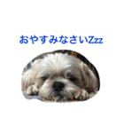 可愛いシーズー犬のビッキー（個別スタンプ：9）