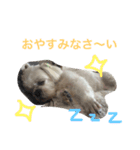 可愛いシーズー犬のビッキー（個別スタンプ：10）