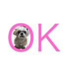 可愛いシーズー犬のビッキー（個別スタンプ：11）