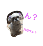 可愛いシーズー犬のビッキー（個別スタンプ：13）