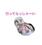 可愛いシーズー犬のビッキー（個別スタンプ：14）