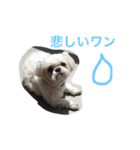可愛いシーズー犬のビッキー（個別スタンプ：16）